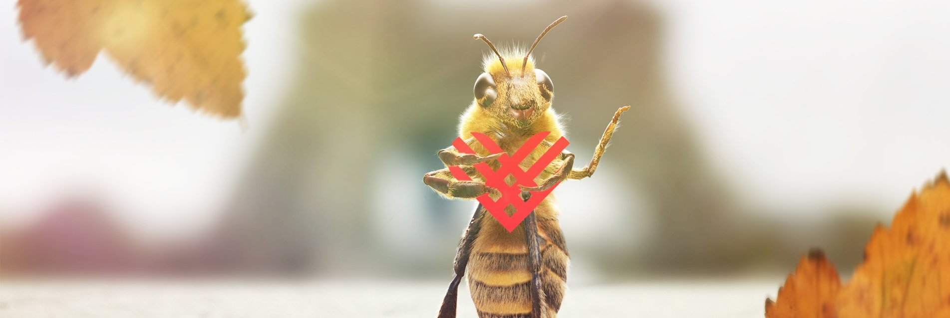 B. et la Fondation de France lancent un appel pour sauver les abeilles !