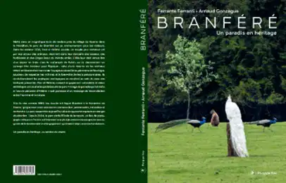 branfere copie